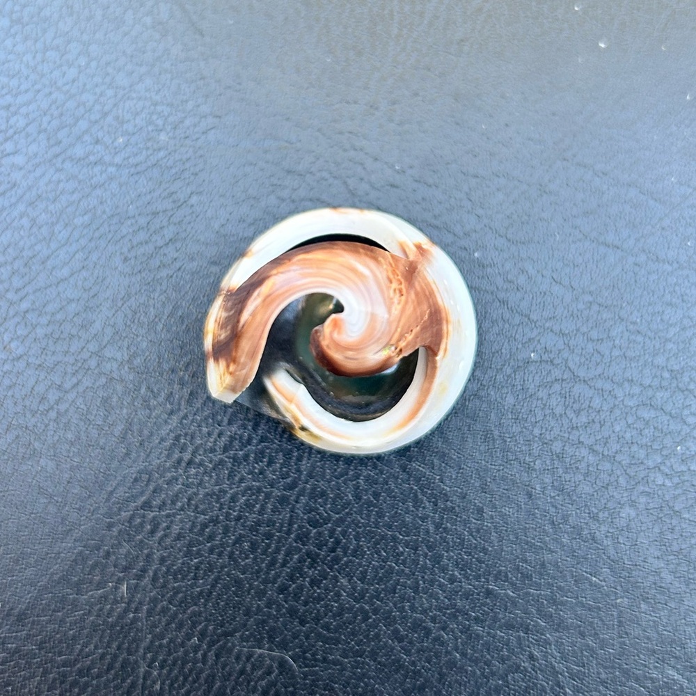 Unique Polished Shell Ring - Picture 6 of 7
